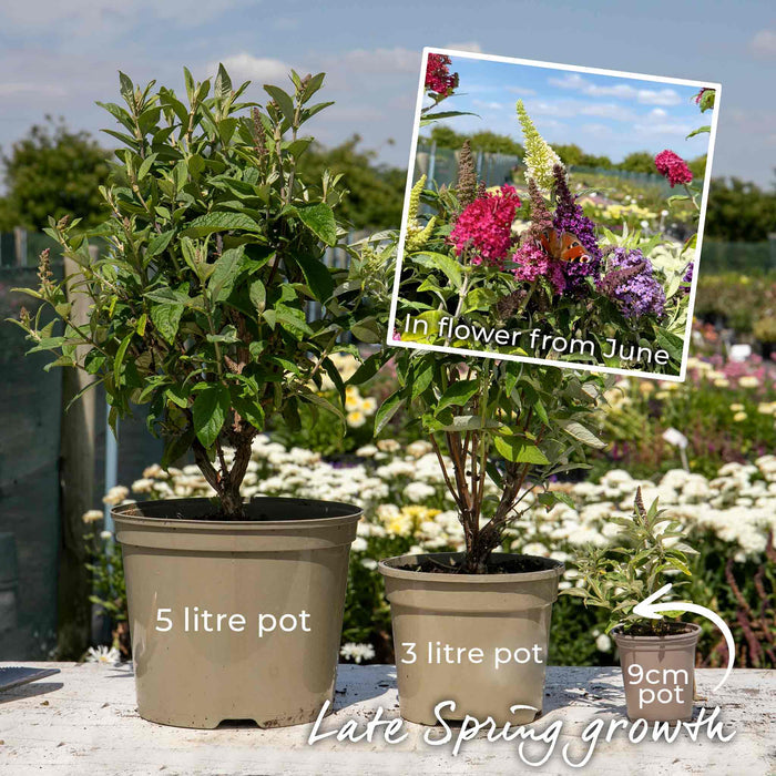Buddleja 'Butterfly Candy Little White'