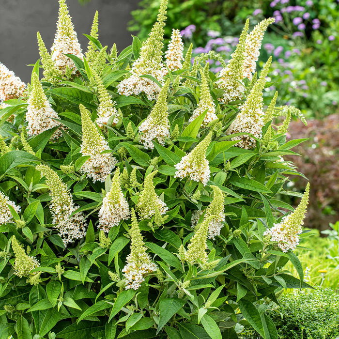 Buddleja 'Butterfly Candy Little White'