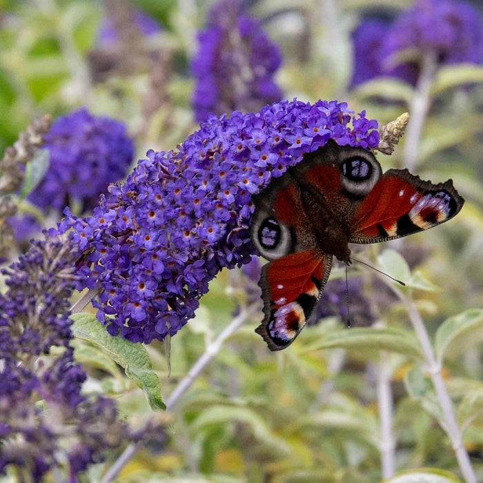 Buddleja 'Davidii Adonis Blue'
