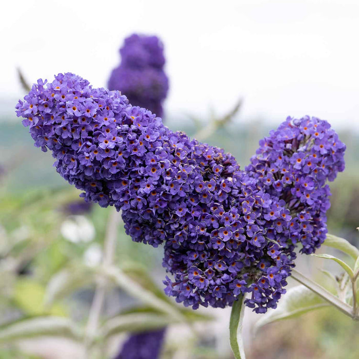 Buddleja 'Davidii Adonis Blue'