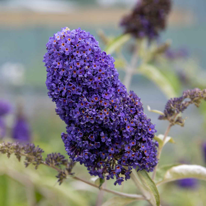 Buddleja 'Davidii Adonis Blue'