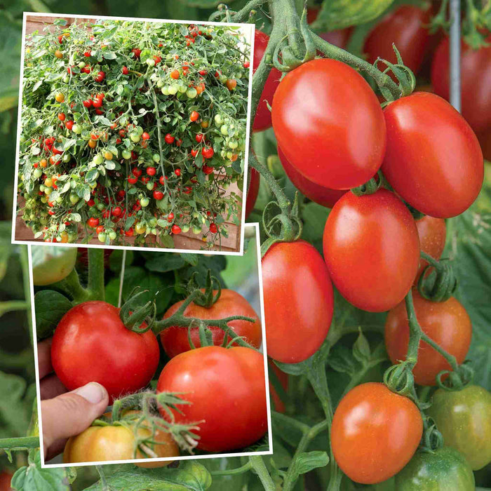 Bush Tomato 'Hanging Basket Collection'