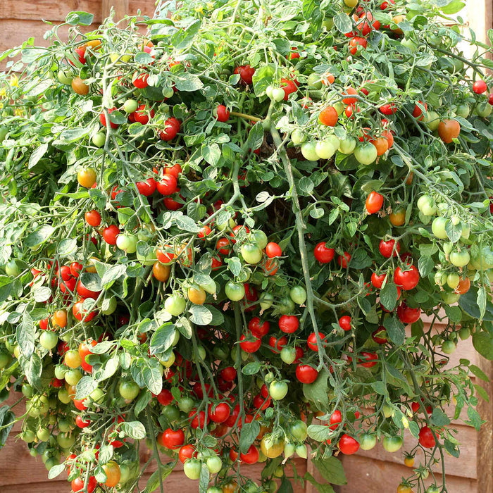 Bush Tomato 'Hanging Basket Collection'