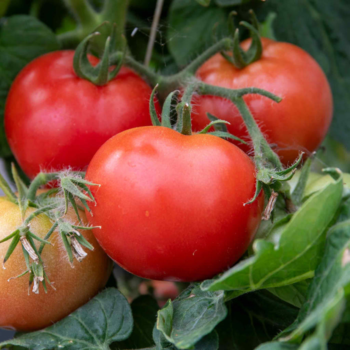 Bush Tomato 'Hanging Basket Collection'