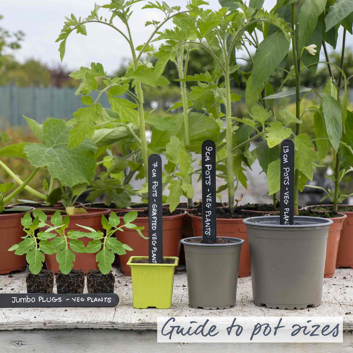 Bush Tomato 'Hanging Basket Collection'