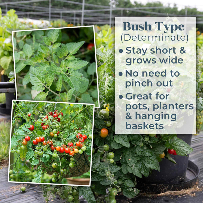 Bush Tomato 'Hanging Basket Collection'