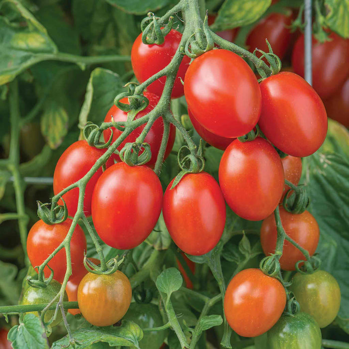 Cluster of bright red bush tomatoes still on the vine, with green leaves in the background.