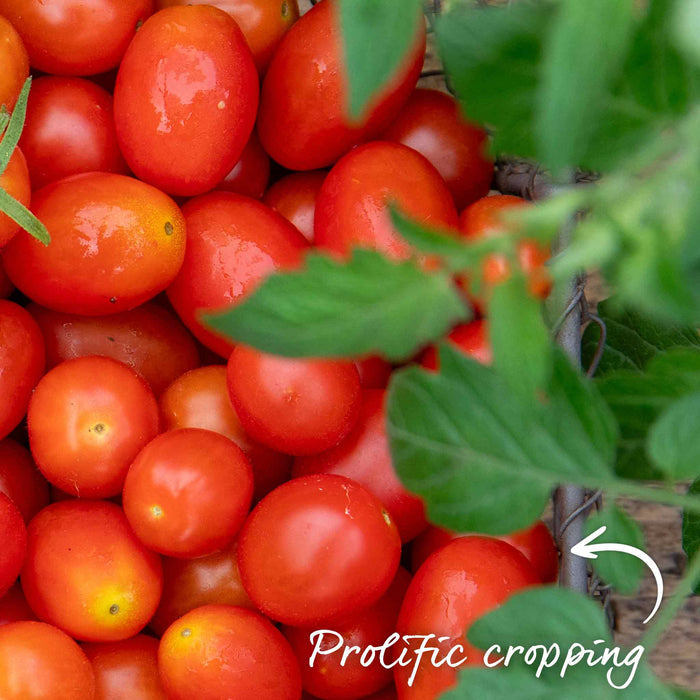Bush Tomato 'Montello'