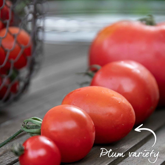 Bush Tomato 'Montello'