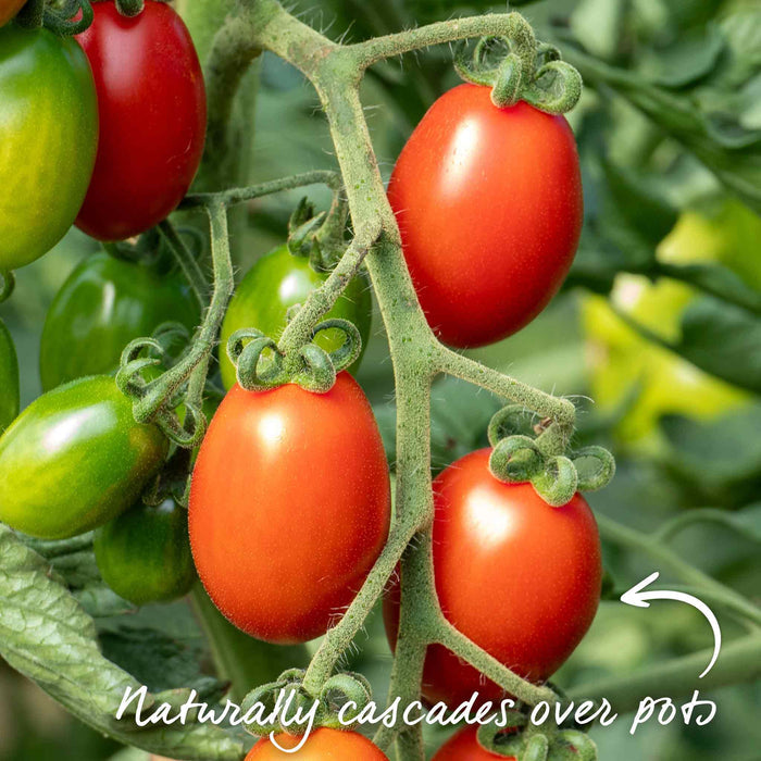 Bush Tomato 'Montello'