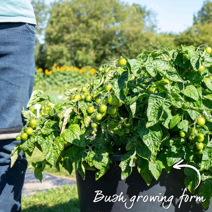 Bush Tomato 'Montello'
