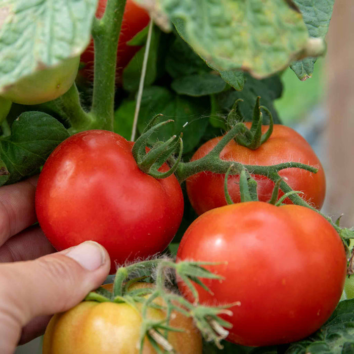 Bush Tomato 'Summerlast'