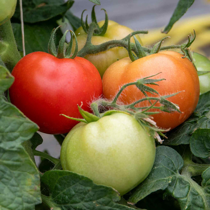 Bush Tomato 'Summerlast'
