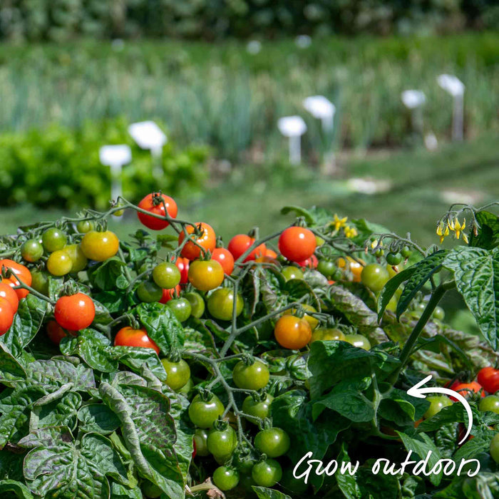 Bush Tomato 'Summerlast'