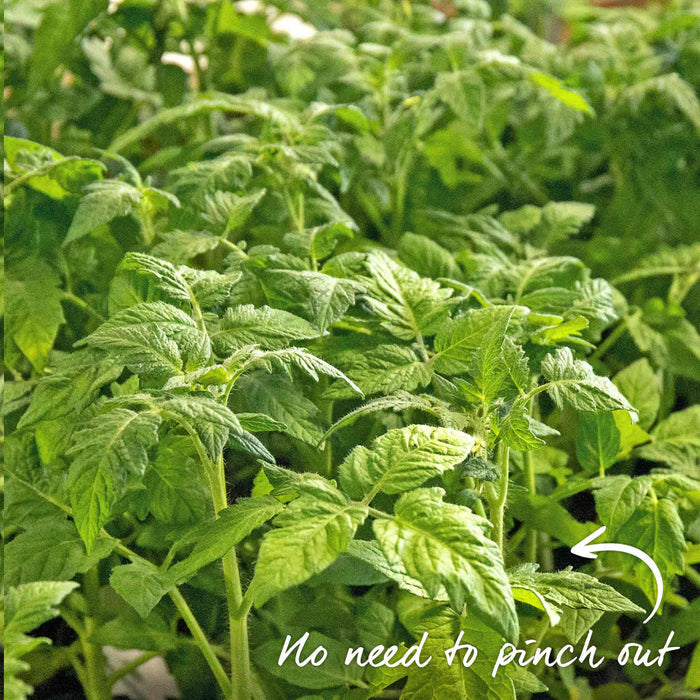 Bush Tomato 'Summerlast'