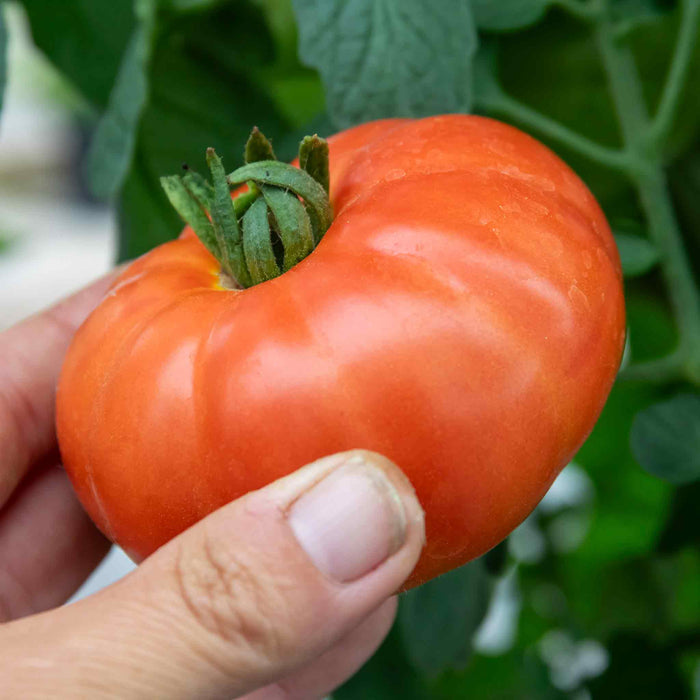 Bush Tomato 'Super Marmande'