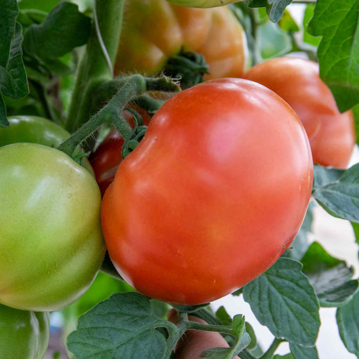 Bush Tomato 'Super Marmande'
