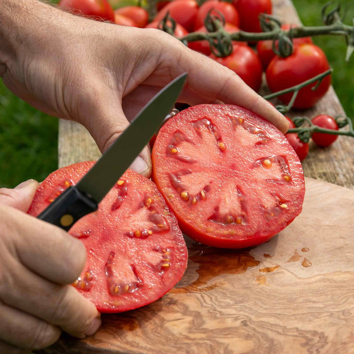 Bush Tomato 'Super Marmande'