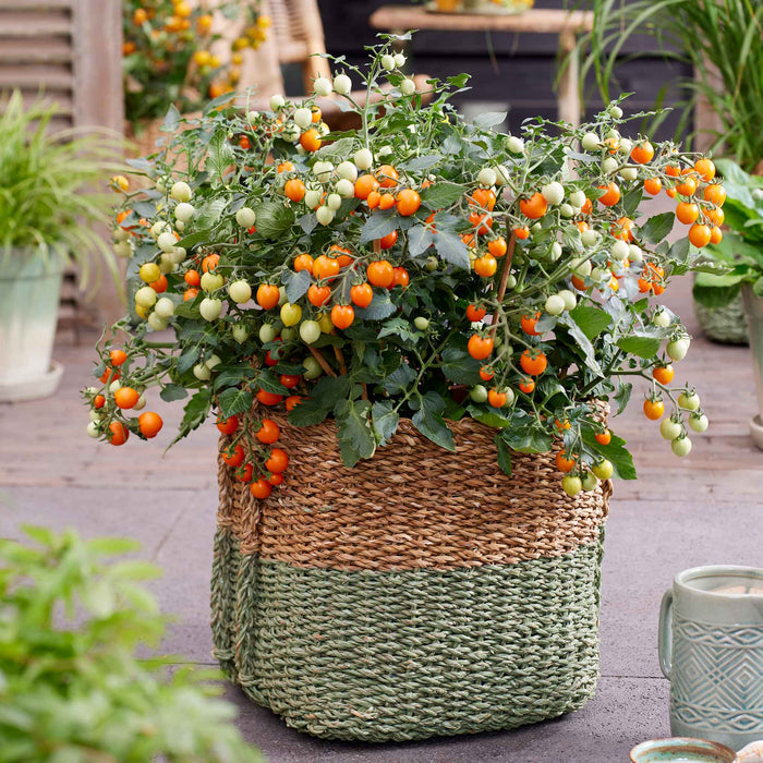 A bush tomato plant with arching stems and orange-skinned cherry tomatoes growing in a woven basket.