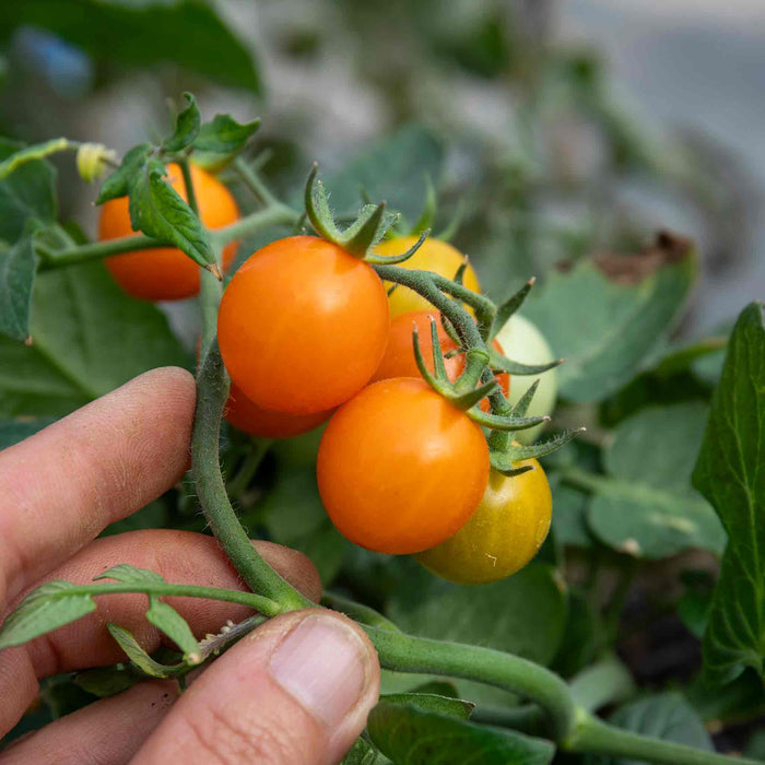 Bush Tomato 'Tiny Temptations Orange'