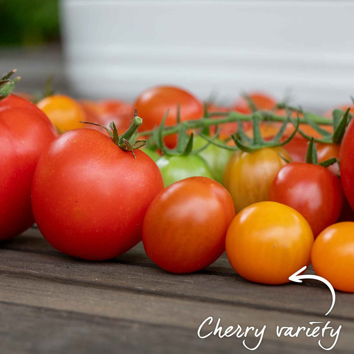 Bush Tomato 'Tiny Temptations Orange'