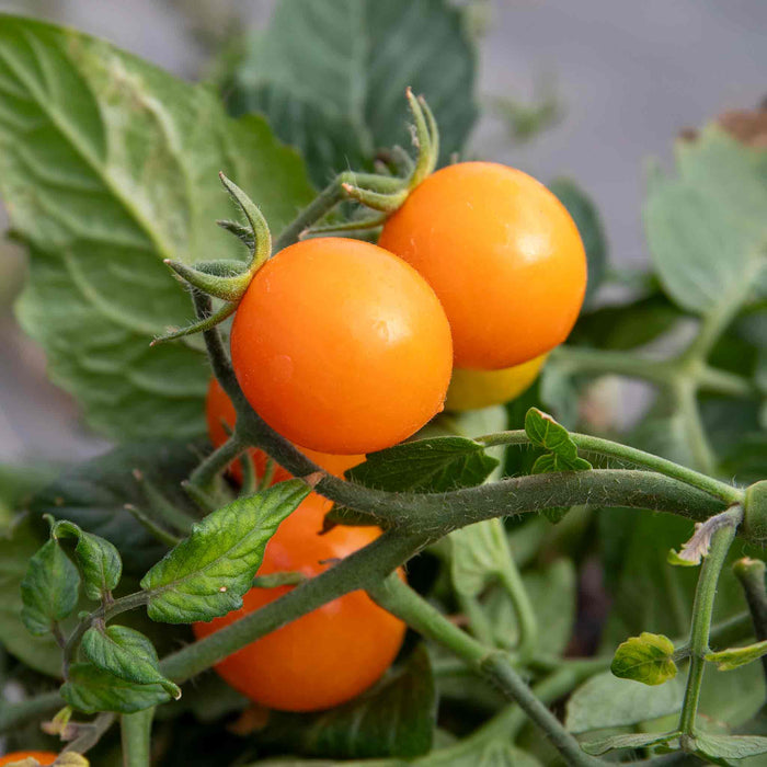 Bush Tomato 'Tiny Temptations Orange'