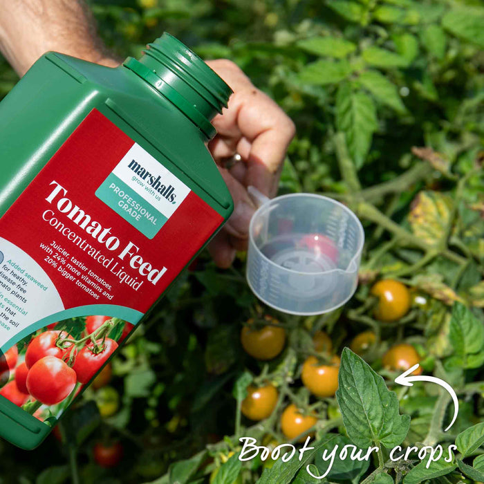 Bush Tomato 'Tiny Temptations Orange'