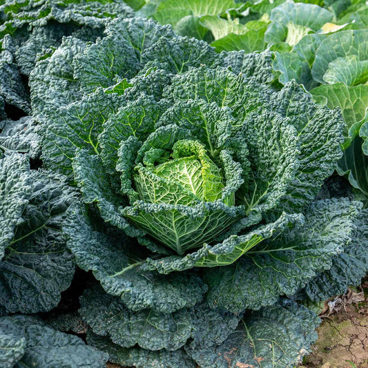 Cabbage 'Savoy Serpentine'