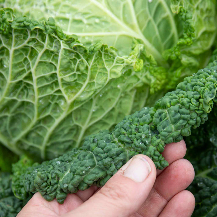 Cabbage 'Savoy Serpentine'