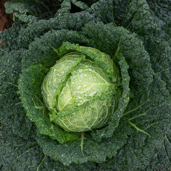 Cabbage 'Savoy Serpentine'