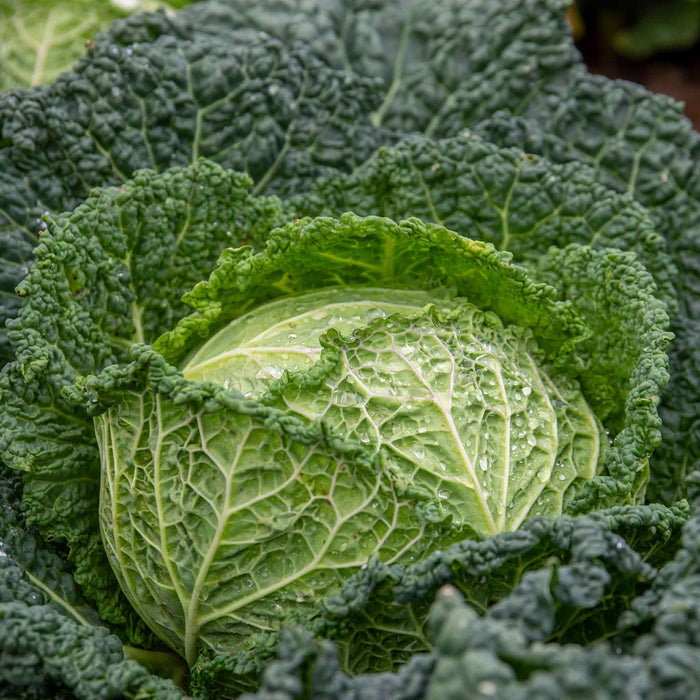 Cabbage 'Savoy Serpentine'