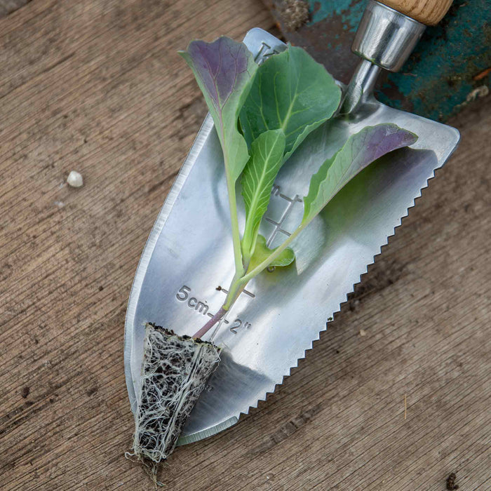Cabbage 'Savoy Serpentine'