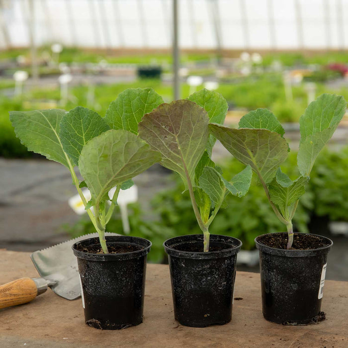 Cabbage 'Savoy Serpentine'