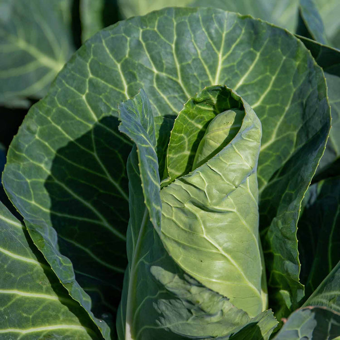 Cabbage Spring 'Durham Early'