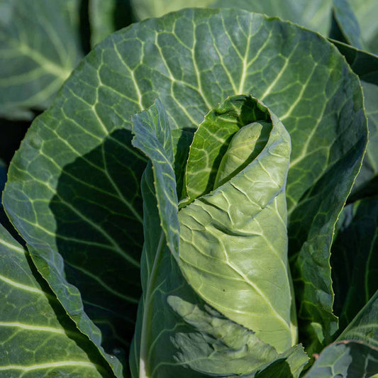 Cabbage Spring 'Durham Early'