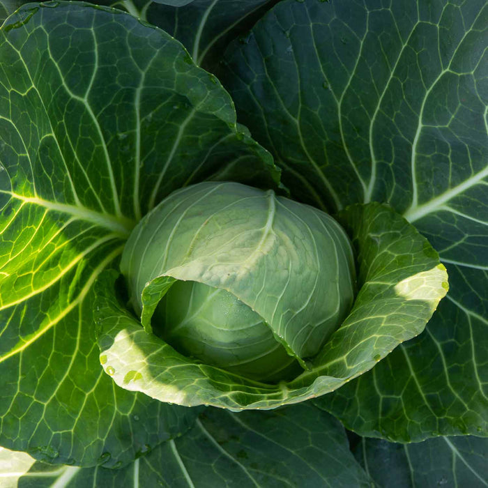 Cabbage Spring 'Durham Early'