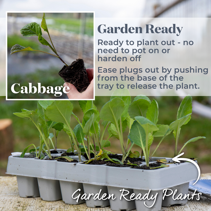 Cabbage Spring 'Durham Early'
