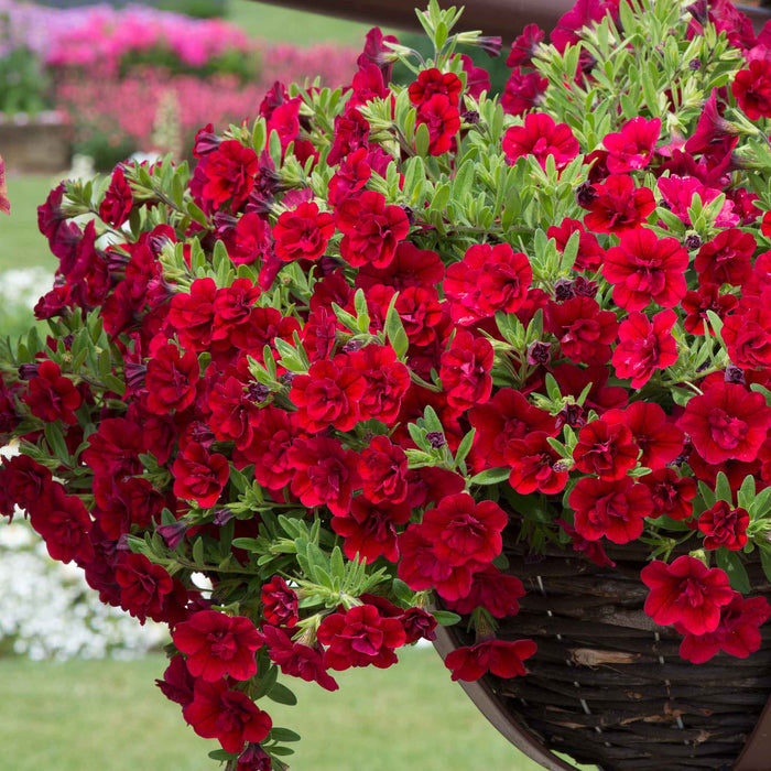 Calibrachoa 'Can Can Double Red Improved'