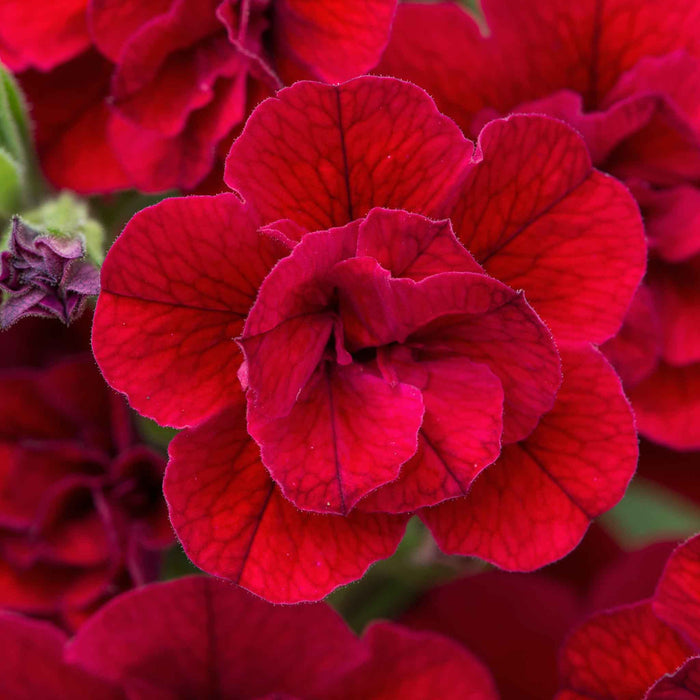 Calibrachoa 'Can Can Double Red Improved'