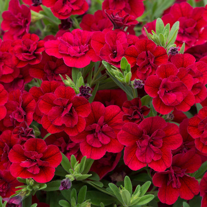 Calibrachoa 'Can Can Double Red Improved'