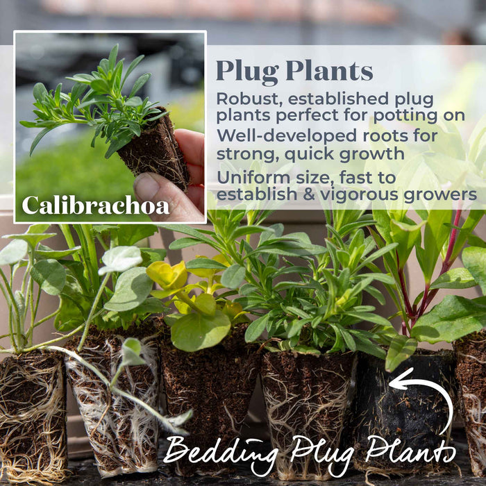 Calibrachoa 'Can Can Double Red Improved'