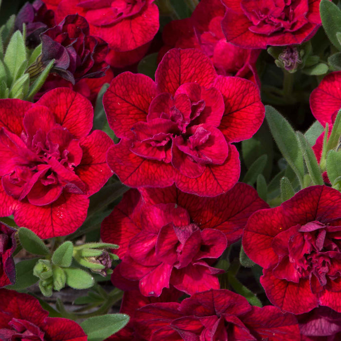 Calibrachoa 'Can Can Double Red Improved'