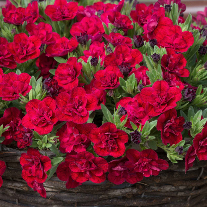Calibrachoa 'Can Can Double Red Improved'
