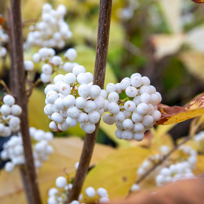 Callicarpa Bodinieri 'Snowqueen'®