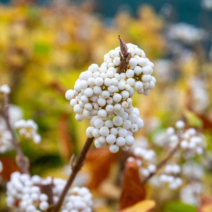 Callicarpa Bodinieri 'Snowqueen'®