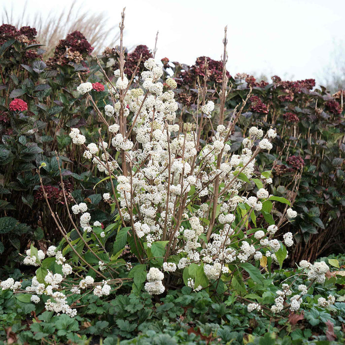 Callicarpa Bodinieri 'Snowqueen'®