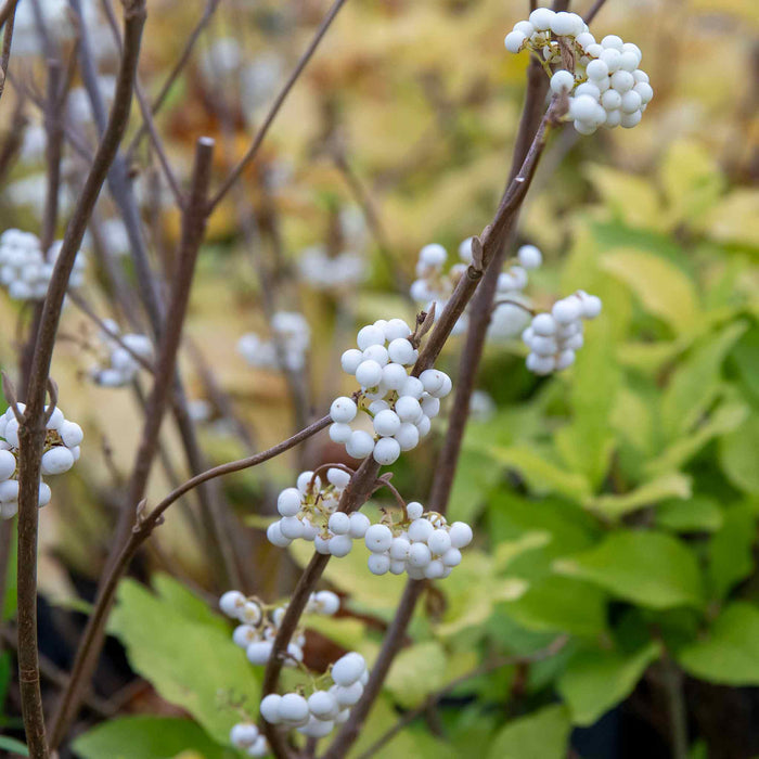Callicarpa Bodinieri 'Snowqueen'®