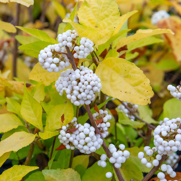 Callicarpa Bodinieri 'Snowqueen'®