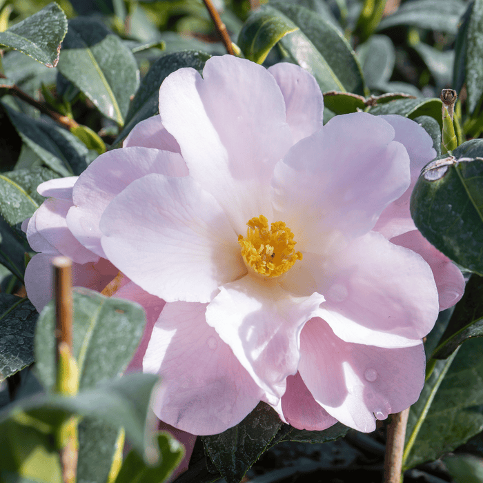Camellia 'Congratulations'