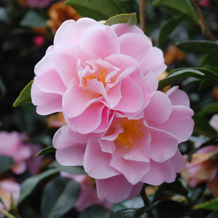 Camellia 'Congratulations'